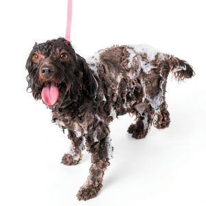 Pavo Monitor Arm Ergonomic Design Home Office Setup-0